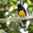 Trogon violacé
