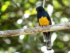 Guianan Trogon