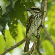 Streaked Flycatcher