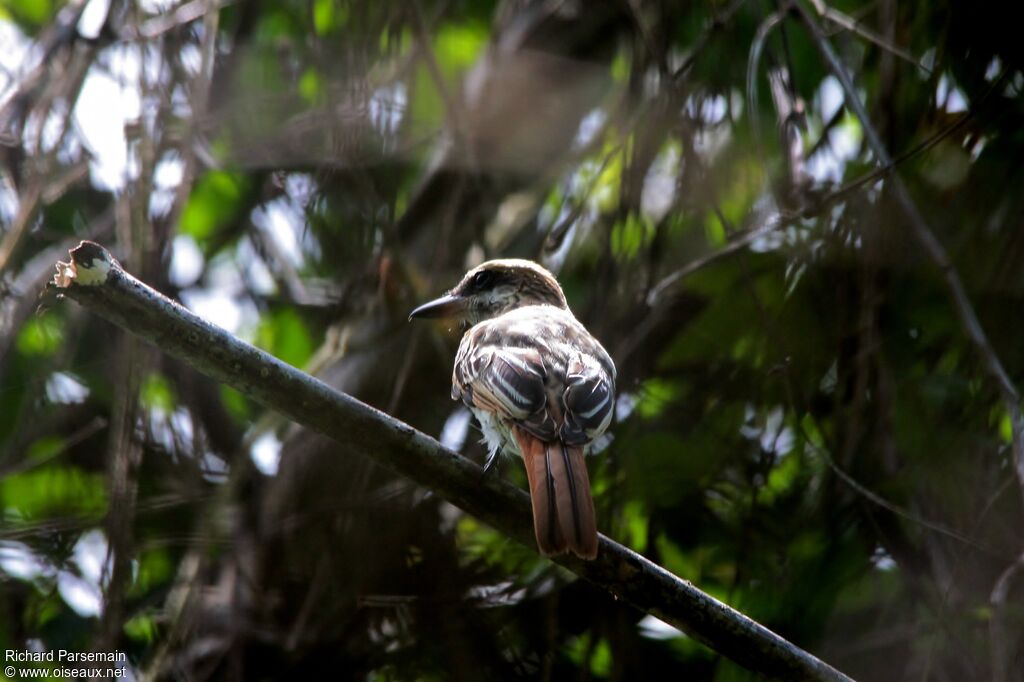 Streaked Flycatcheradult