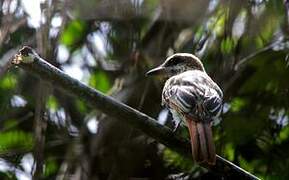 Streaked Flycatcher