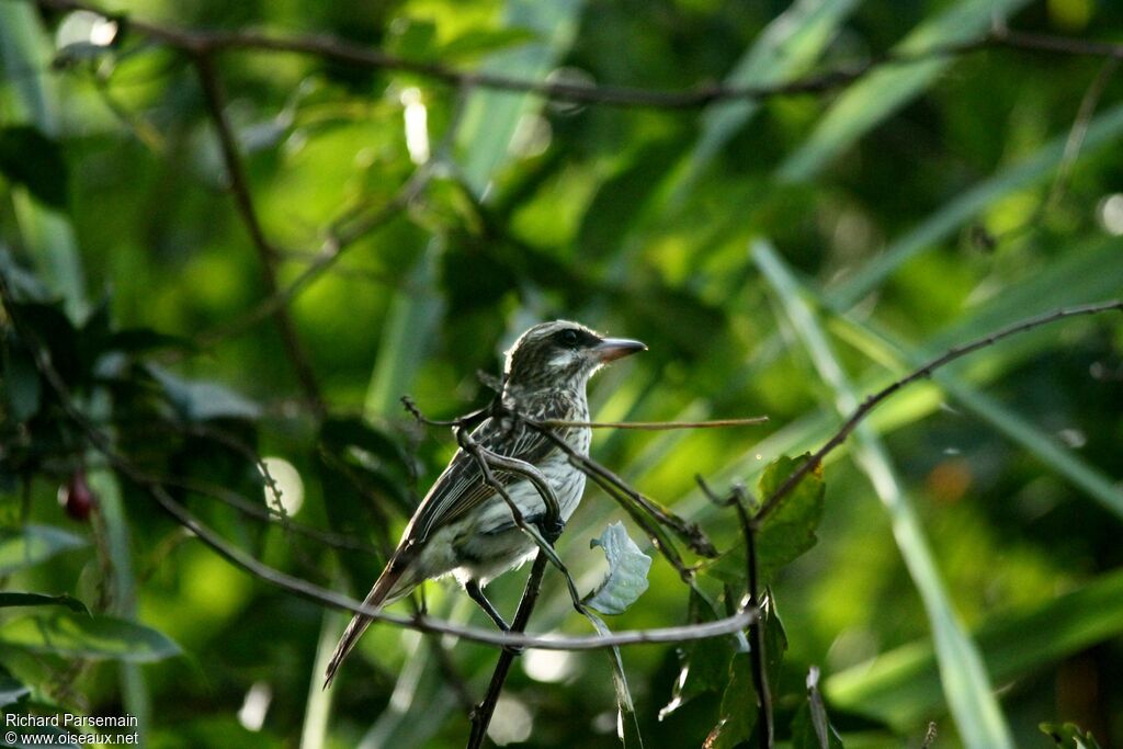 Streaked Flycatcheradult