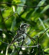 Streaked Flycatcher