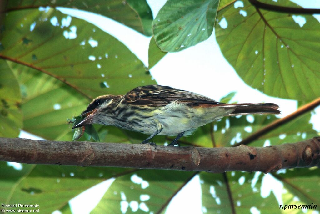 Streaked Flycatcheradult