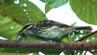 Streaked Flycatcher