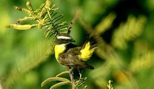 Rusty-margined Flycatcher