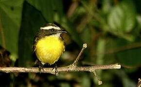 Rusty-margined Flycatcher