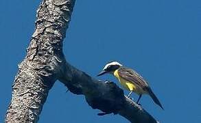 Yellow-throated Flycatcher