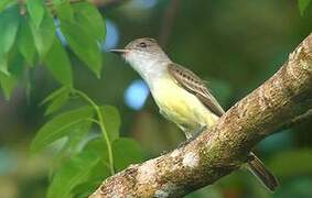 Brown-crested Flycatcher