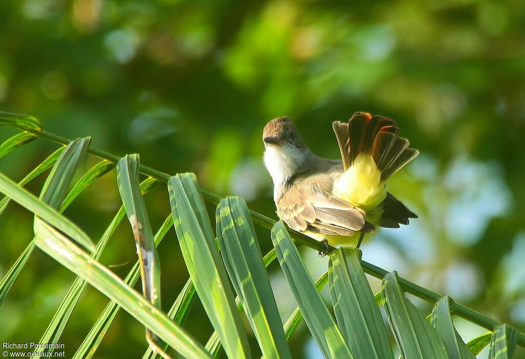 Brown-crested Flycatcheradult