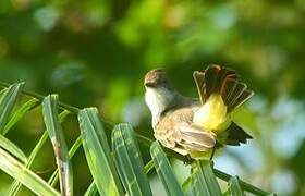 Brown-crested Flycatcher