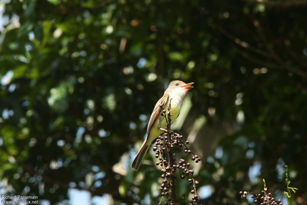 Brown-crested Flycatcheradult