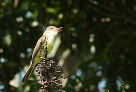 Brown-crested Flycatcher