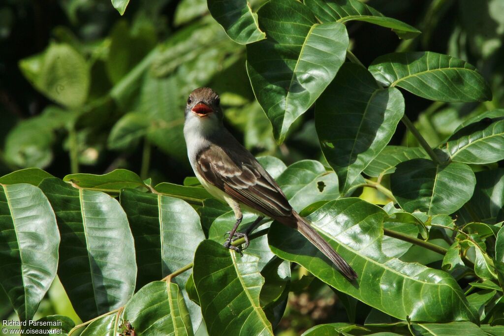 Brown-crested Flycatcheradult