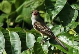 Brown-crested Flycatcher