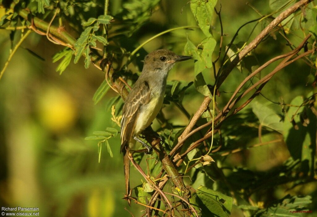 Brown-crested Flycatcheradult