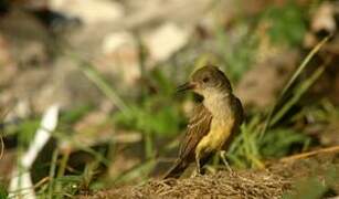 Brown-crested Flycatcher