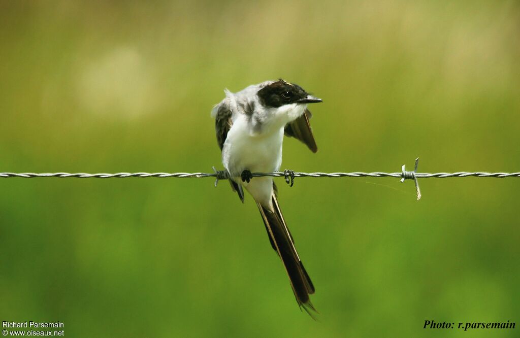 Fork-tailed Flycatcheradult