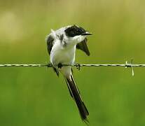 Fork-tailed Flycatcher