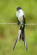 Fork-tailed Flycatcher