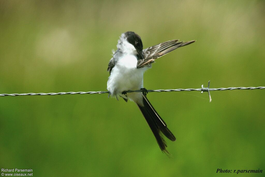 Fork-tailed Flycatcheradult