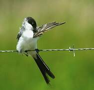 Fork-tailed Flycatcher