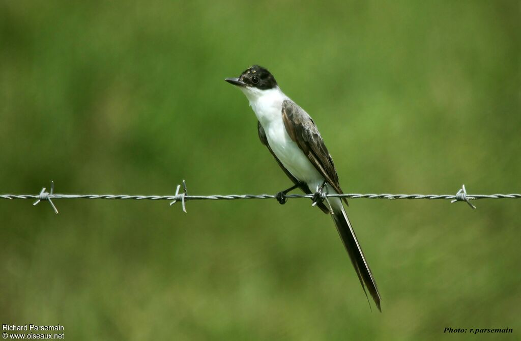 Fork-tailed Flycatcheradult