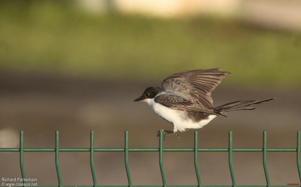 Fork-tailed Flycatcheradult