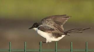 Fork-tailed Flycatcher