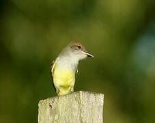 Short-crested Flycatcher