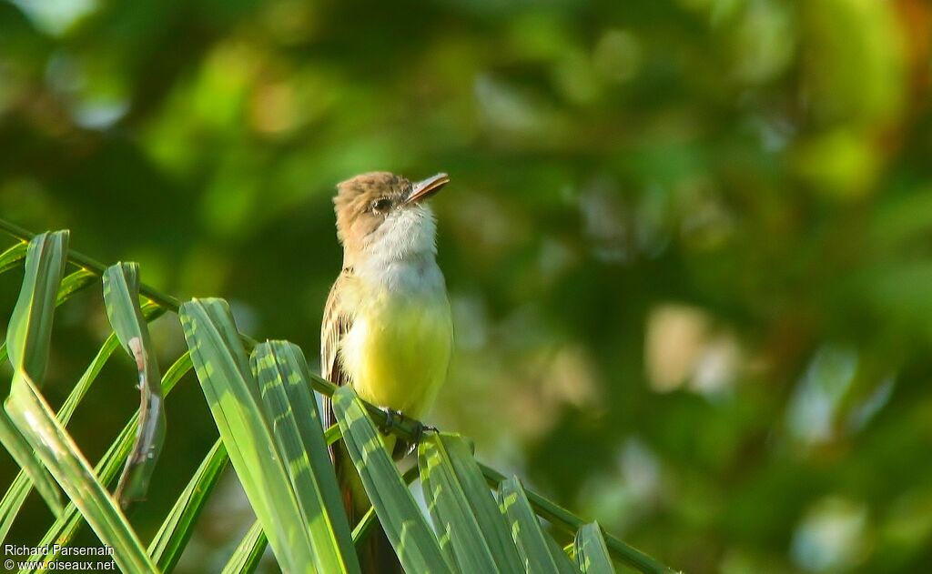 Short-crested Flycatcheradult