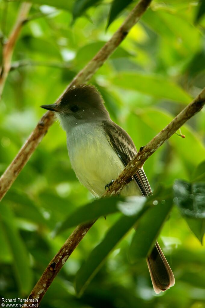 Short-crested Flycatcheradult