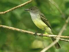 Short-crested Flycatcher