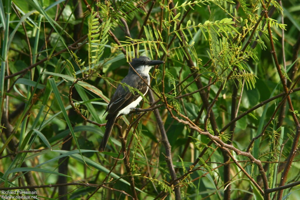 Grey Kingbirdadult