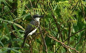 Grey Kingbird