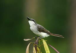 Grey Kingbird