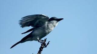 Grey Kingbird