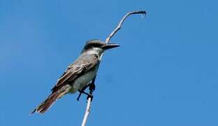 Grey Kingbird