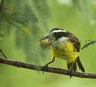 Lesser Kiskadee