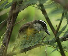 Lesser Kiskadee