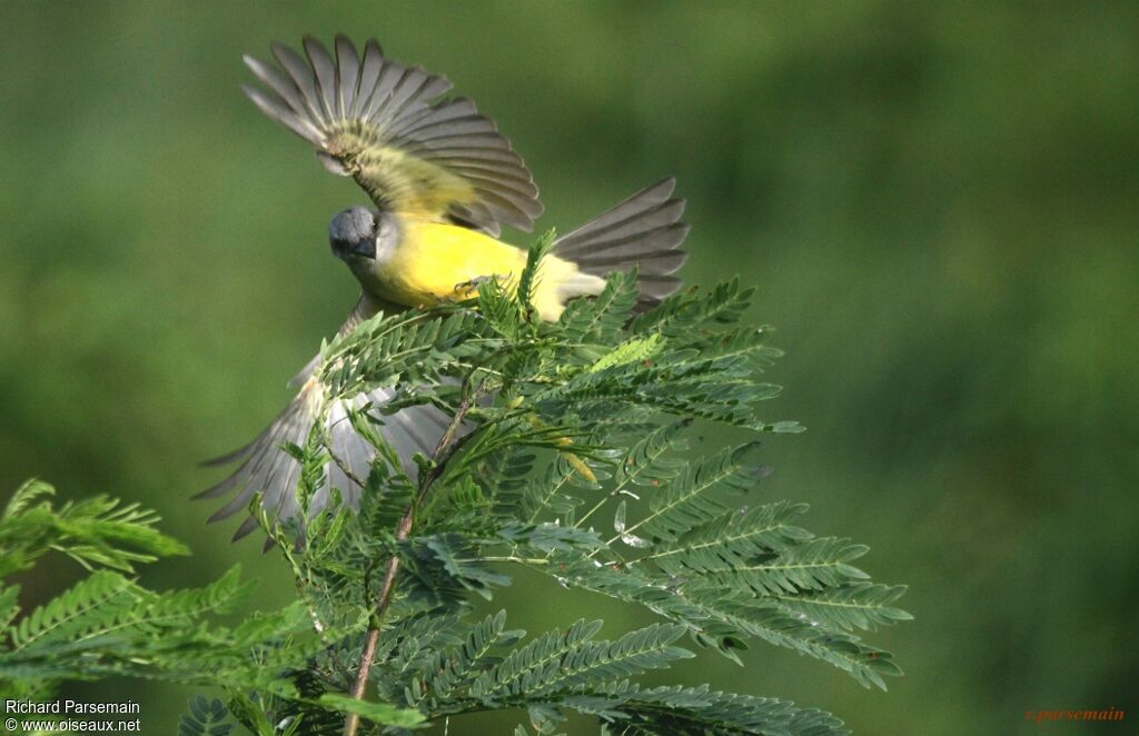 Tropical Kingbirdadult