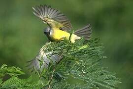 Tropical Kingbird