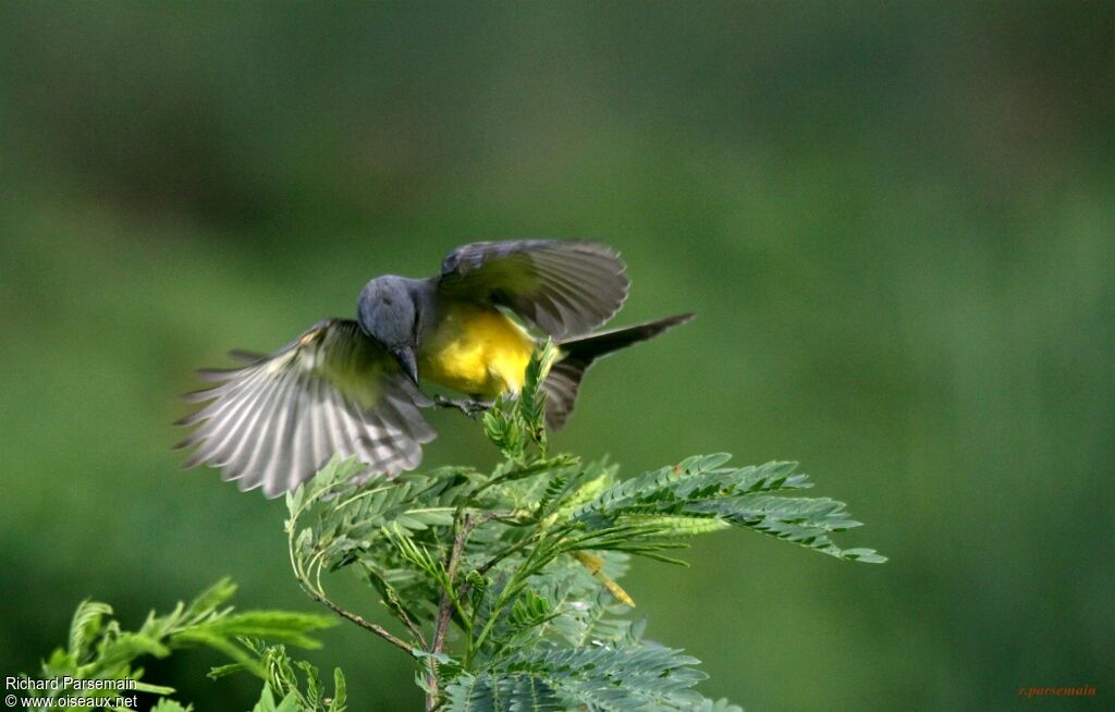 Tropical Kingbirdadult