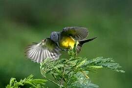 Tropical Kingbird