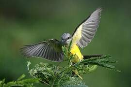 Tropical Kingbird