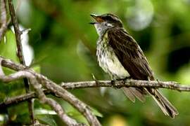 Piratic Flycatcher