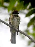 Piratic Flycatcher