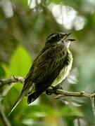 Piratic Flycatcher