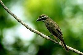 Piratic Flycatcher