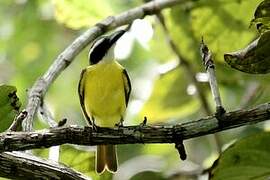 Boat-billed Flycatcher